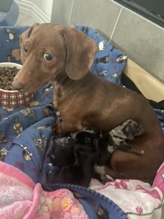 Daisy, Red Dapple miniature dachshund dam