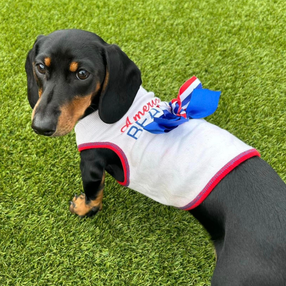 Hank, Black & Tan miniature dachshund sire